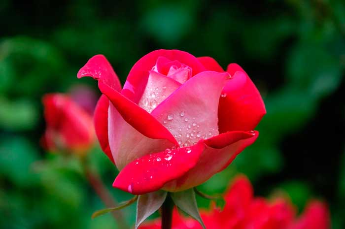 beneficios aceite esencial rosa