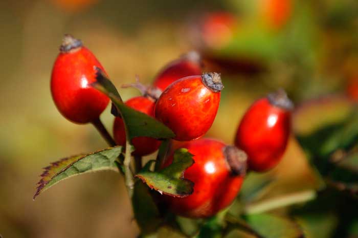 propiedades aceite esencial rosa mosqueta