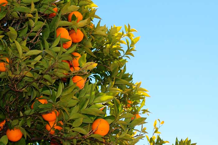 propiedades aceite mandarina