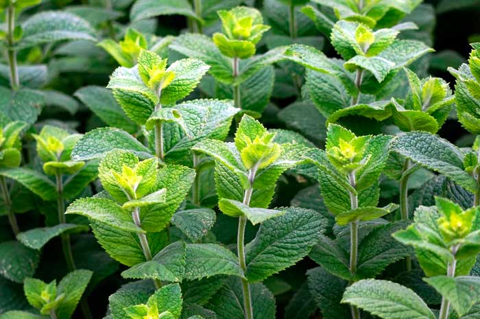 propiedades aceite menta