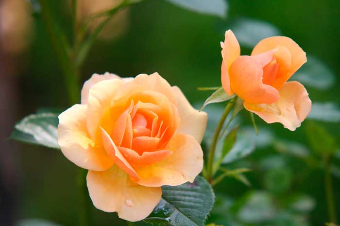 aceite rosa