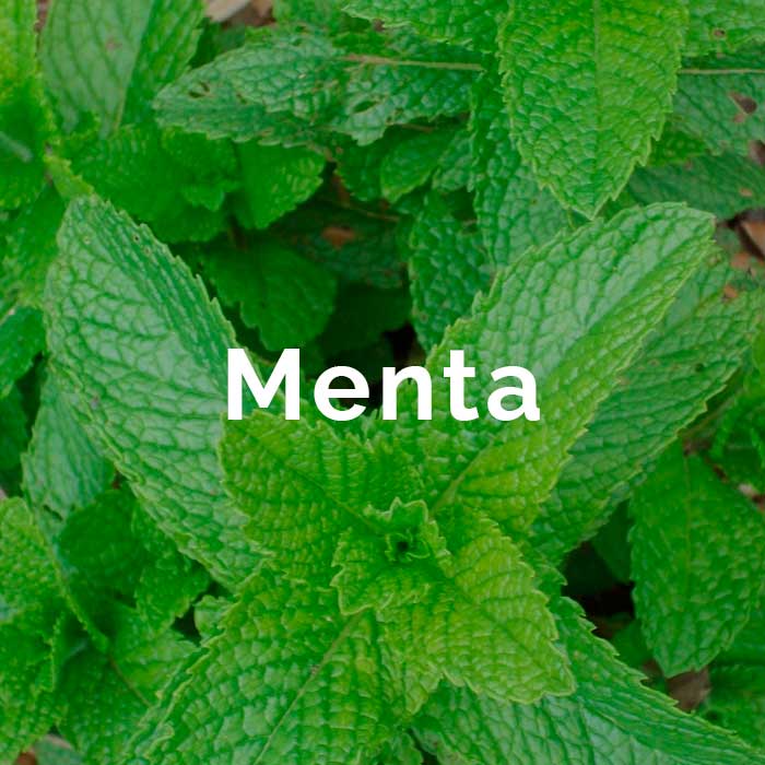 propiedades beneficios aceite menta piperita
