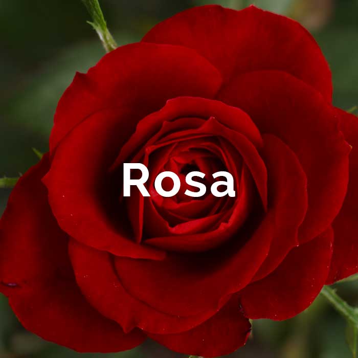 propiedades beneficios contraindicaciones aceite rosa