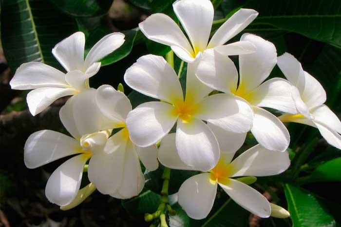 aceite de jazmin