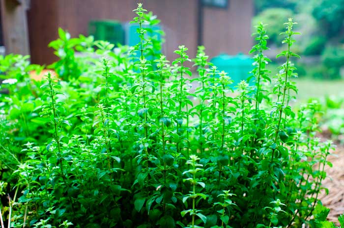 aceite esencial de oregano