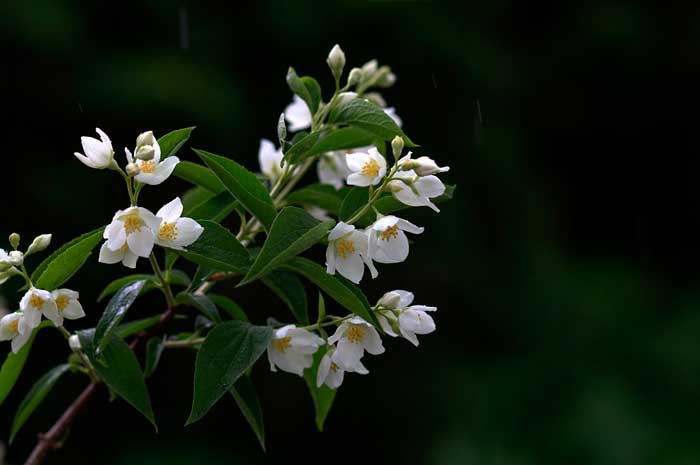 beneficios aceite jazmin