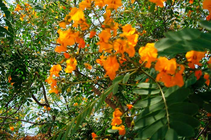 beneficios aceite palo de rosa