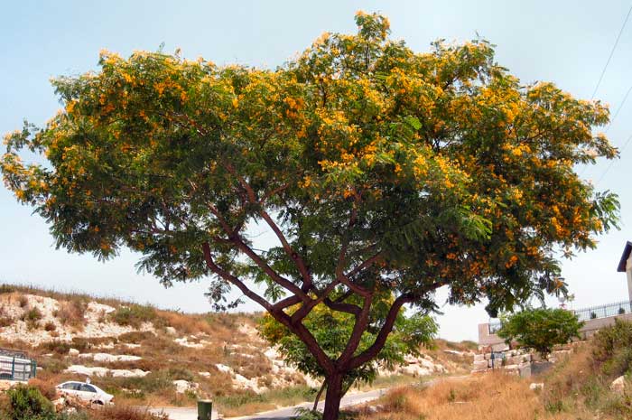 propiedades aceite de palo de rosa