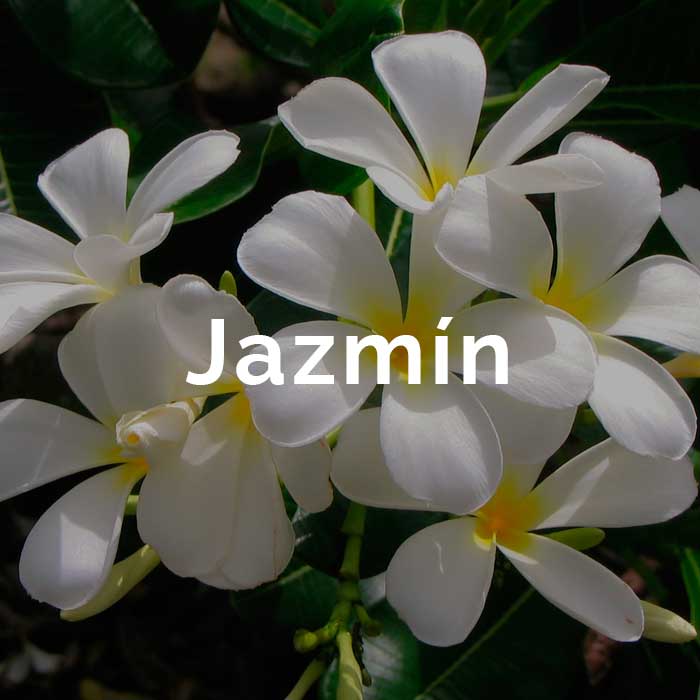 propiedades beneficios aceite esencial jazmin