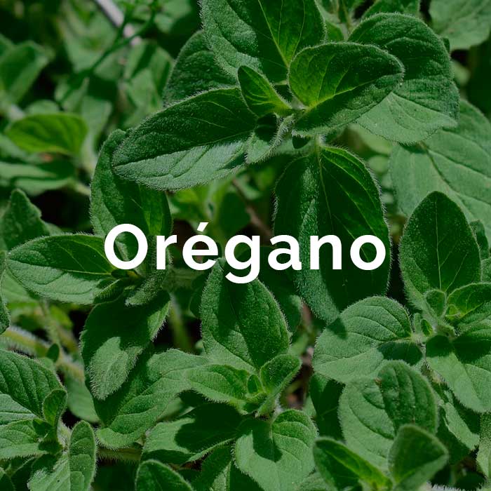 propiedades beneficios aceite oregano