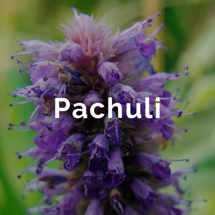 propiedades beneficios aceite esencial pachuli