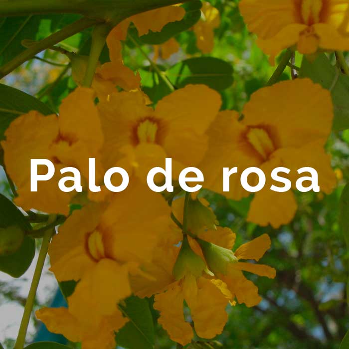 propiedades beneficios palo de rosa
