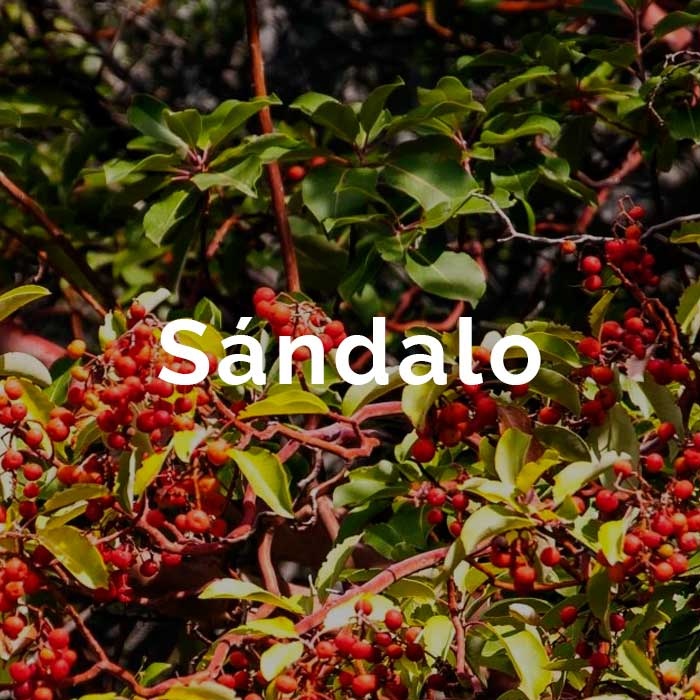 propiedades beneficios aceite sandalo