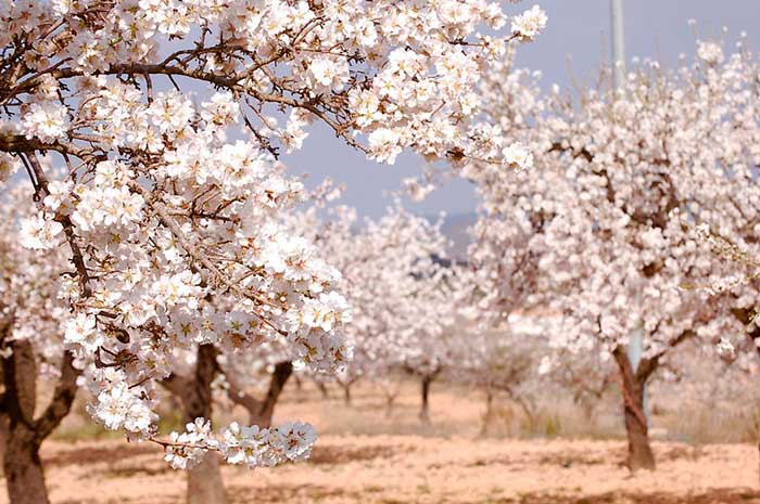 aceite esencial almendras dulces