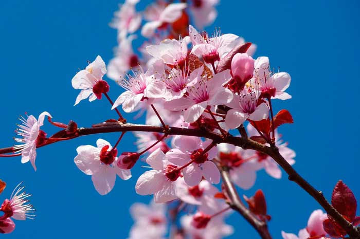 propiedades del aceite de almendras