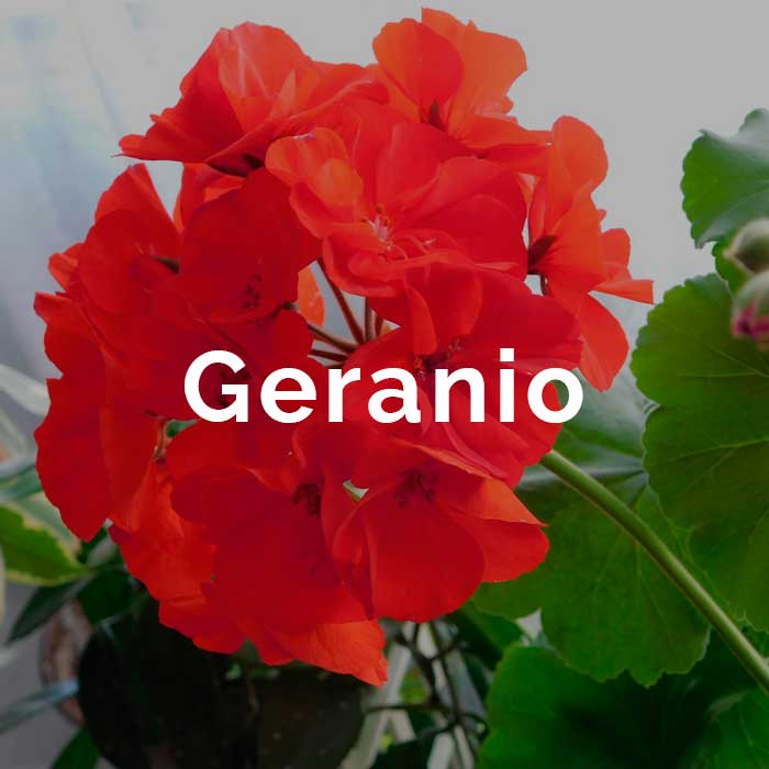 propiedades aceite geranio
