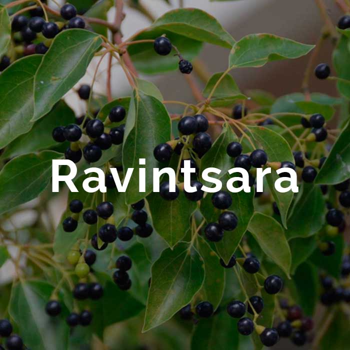 propiedades aceite ravintsara