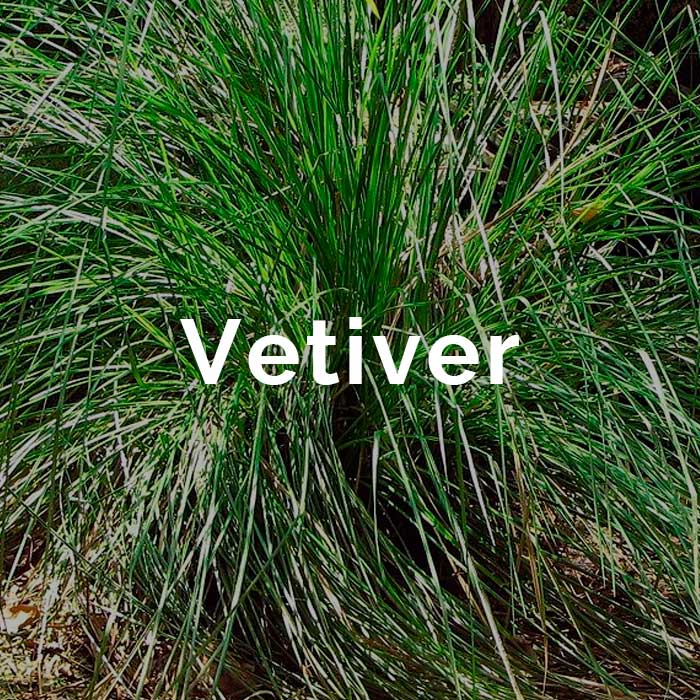 propiedades aceite vetiver