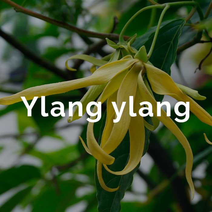 propiedades aceite esencial ylang ylang