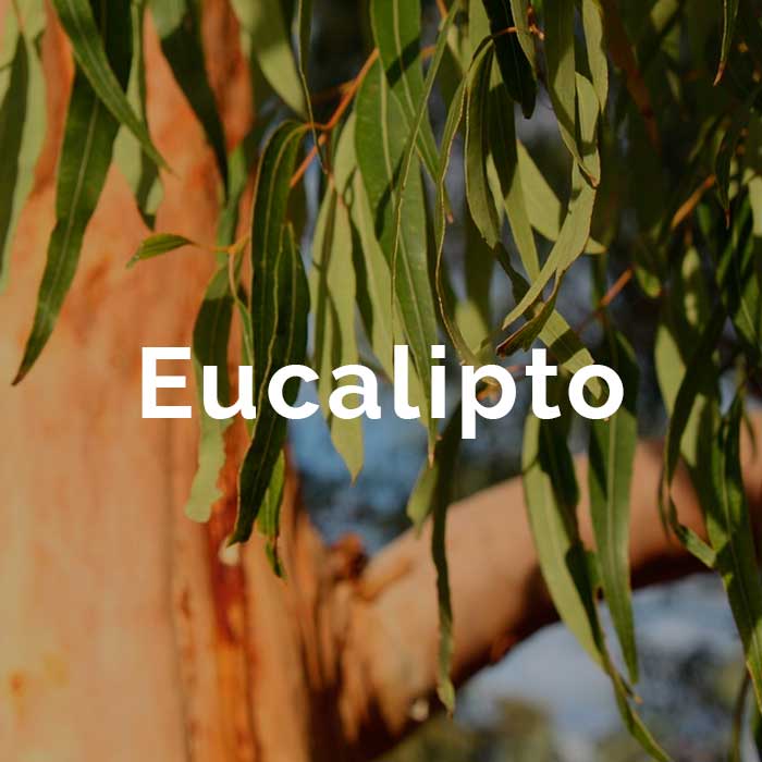 propiedades aceite esencial de eucalipto