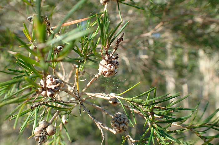 usos aceite arbol de te